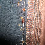 Клопы и их яйца на обивке дивана.