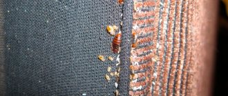 Bedbugs and their eggs on the upholstery of the sofa.