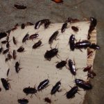 Клопы и тараканы: как избавиться от непрошеных гостей в доме?