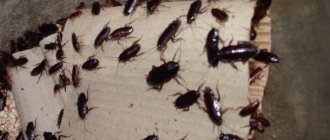 Bedbugs and cockroaches: how to get rid of uninvited guests in the house?