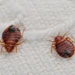 Клопы на полотенце