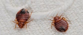Bedbugs on a towel