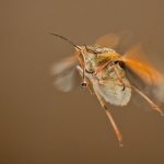 Клопы не летают