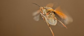 Bed bugs don't fly