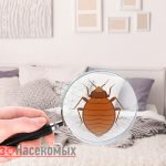 клопы в диване