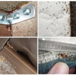 Клопы в мебели