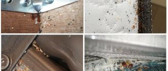 Bed bugs in furniture