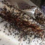 Bedbugs