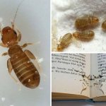 Книжная вошь