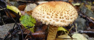 Кого относят к грибам паразитам, паразитический грибок