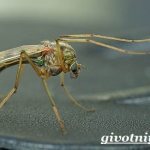 Комар-насекомое-Образ-жизни-и-среда-обитания-комара-1