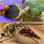 Комар под микроскопом