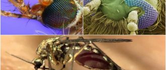 Mosquito under a microscope
