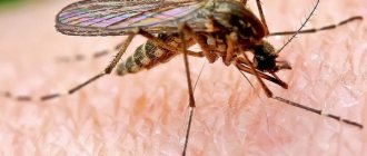 Mosquito