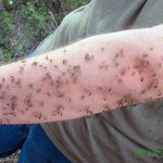 Mosquitoes in the country