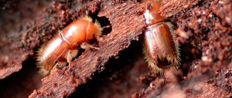 Bark beetles