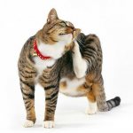 Cat itches after flea drops