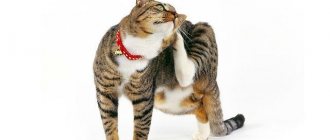 Кошка чешется после капель от блох