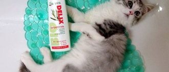 Kitten with zoo shampoo