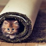 Котенок в ковре
