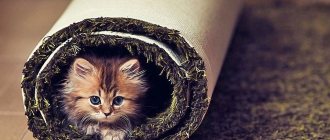 Kitten in the carpet