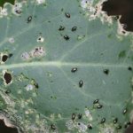 Крестоцветная блошка: описание