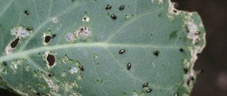 Cruciferous flea beetle: description