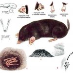 common mole