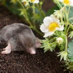 Крот-животное-Описание-особенности-виды-образ-жизни-и-среда-обитания-крота-16