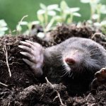 Кроты на даче