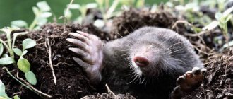 Moles in the country