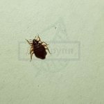 Кровососущие клопы, которые кусают по ночам в постели