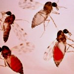 Кровососущие насекомые