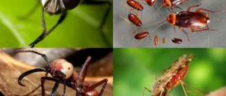 Blood-sucking insects in the house