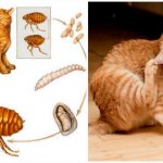 Bloodsuckers on a cat