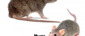 Rat and mouse