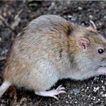 Крыса пасюк