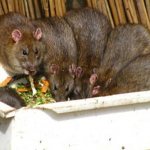 Крысиная шайка