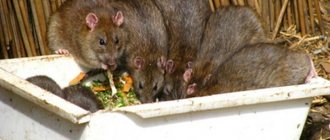 Rat Gang