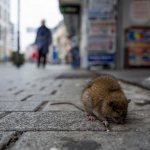 rats on the street
