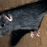 Крысы сколько живут в домашних условиях декоративные и дикие