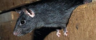 How long do rats live at home, decorative and wild?