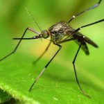 куда на зиму прячутся бабочки и комары