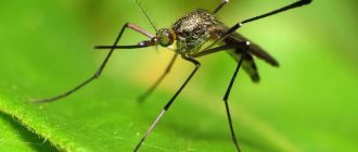 where do butterflies and mosquitoes hide for the winter?