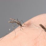 It&#39;s the female who bites