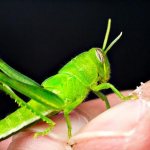 кузнечик фото