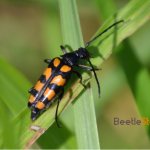 leptura four-stripe