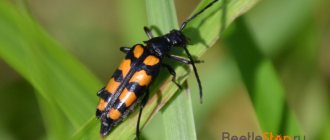 leptura four-stripe
