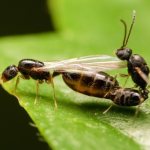 Flying ants - photo during mating period