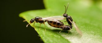 Flying ants - photo during mating period